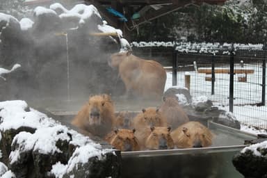 埼玉県こども動物自然公園