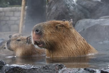 伊豆シャボテン公園_2