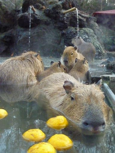 埼玉県こども動物自然公園_2