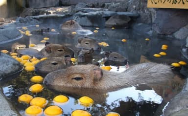 カピバラのゆず湯(1)