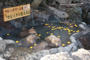 カピバラのゆず湯(2)