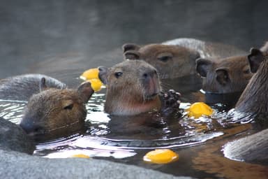 カピバラのゆず湯(4)