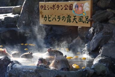 カピバラのゆず湯(5)