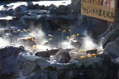 カピバラのゆず湯(6)