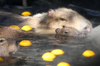 カピバラのゆず湯(7)