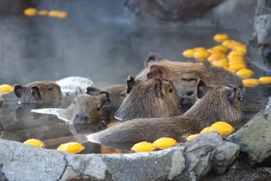 カピバラのゆず湯(8)