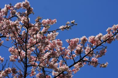 伊豆四季の花公園寒桜