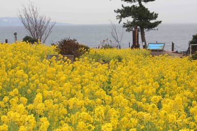 伊豆四季の花公園1