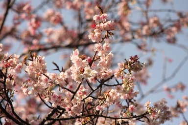 伊豆四季の花公園2