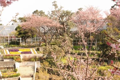 伊豆四季の花公園3