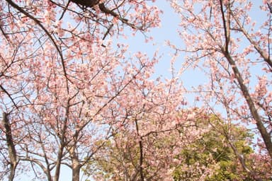 伊豆四季の花公園4