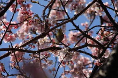 伊豆四季の花公園5