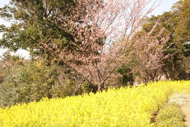 伊豆四季の花公園7