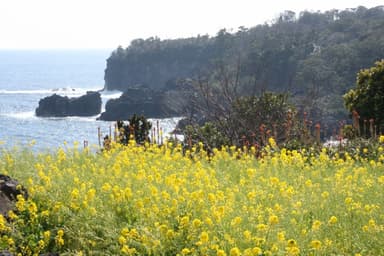 伊豆四季の花公園8