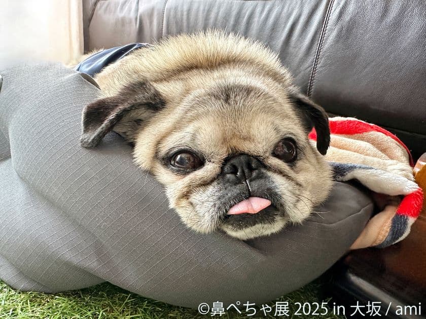 祝・10周年♪ぶひ可愛い“鼻ぺちゃ犬”が大阪に集結
「鼻ぺちゃ展」11/14~開催 限定グッズ&新作も多数登場!