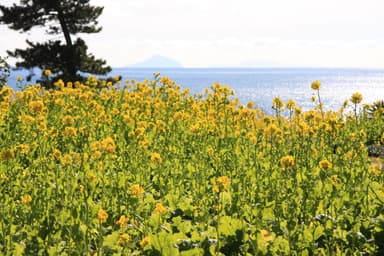 伊豆四季の花公園菜の花1