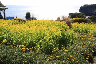 伊豆四季の花公園菜の花4