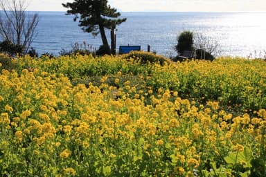 伊豆四季の花公園菜の花5