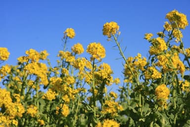 伊豆四季の花公園菜の花6