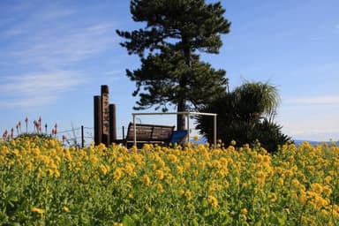 伊豆四季の花公園菜の花7