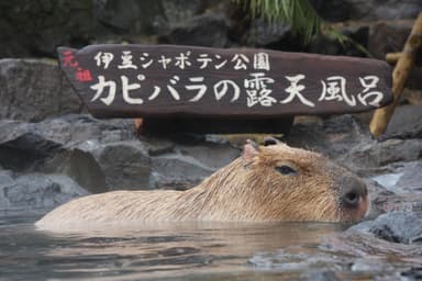 伊豆シャボテン公園「雷」