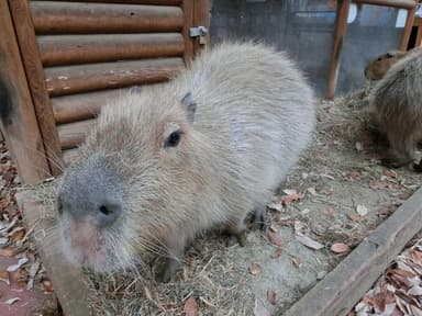 埼玉県こども動物自然公園「カンナ」