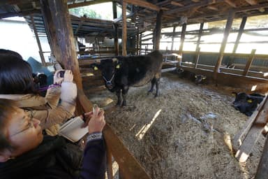 渡邉部会長が飼育する黒毛和牛の母牛