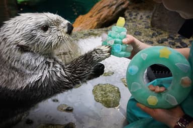 氷のクリスマスツリーを欲しがるパタ