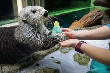 氷のクリスマスツリーを受け取るパタ