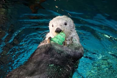 氷のクリスマスツリーを持ったまま浮かぶパタ