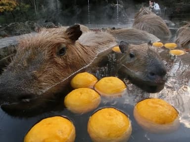 埼玉県こども動物自然公園／ゆず