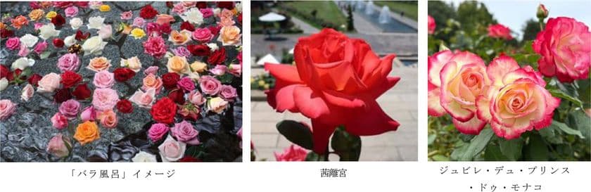 有馬温泉 太閤の湯×須磨離宮公園 コラボ企画
約1,000輪の「バラ風呂」で優雅なひとときを
11月15日(土)限定