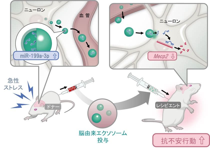 ストレスを受けたときに脳から出る「エクソソーム」が
不安を軽減する作用をもつことを発見