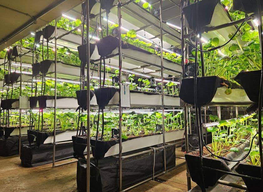 気候に左右されない“次世代わさび栽培”を小樽で実現
- 本物のわさびを味わう工場見学ツアーを11月28日開始 -