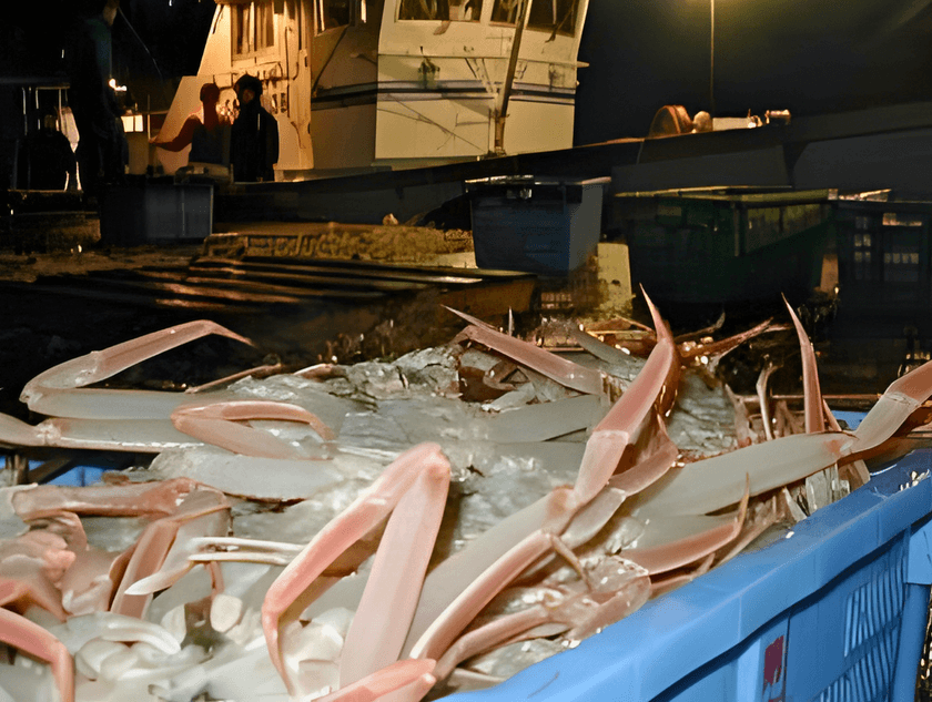 島根県・隠岐諸島「松葉ガニ漁」今年も解禁!11月26日初売り
“伝統の篭漁が支える、冬の至宝の鮮度と美しさ”