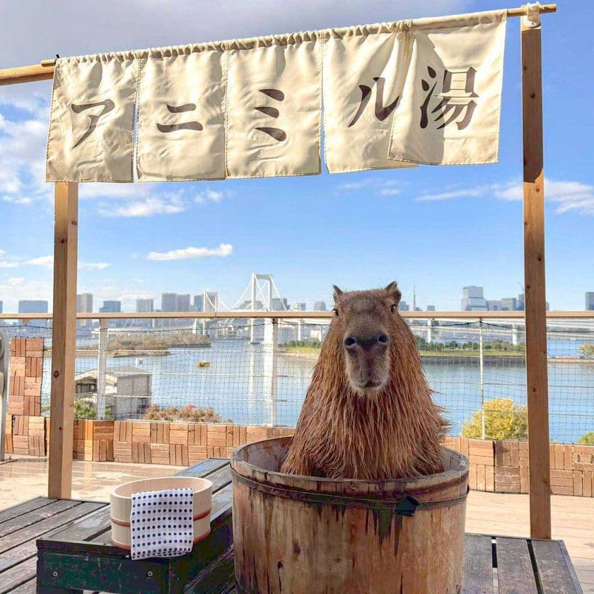 「アニミル湯 はじめました!」
次世代都市型ふれあい動物園「Animeal(アニミル)」に
カピバラのぽっかぽっかなお風呂が今年も登場!