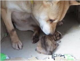 帰宅後は子犬にまっしぐら…ママ犬の愛