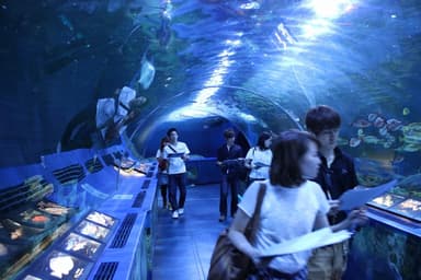 しながわ水族館イベント風景