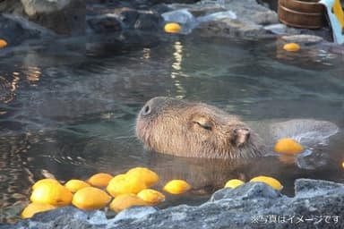 カピバラ露天風呂(2)