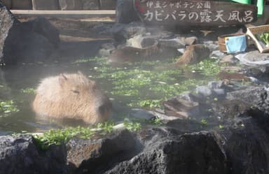 カピバラの七草風呂