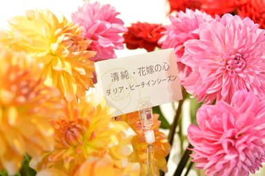 花ごとに記載してある花言葉