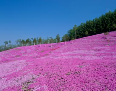 国内最大級の芝ざくら