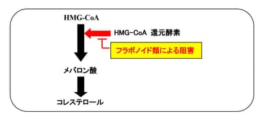 HMG-CoA還元酵素阻害イメージ