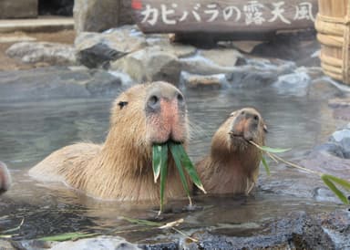 カピバラの露天風呂