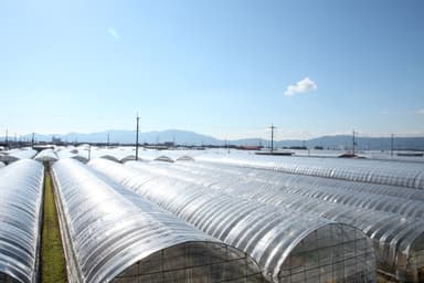 関西最大級のビニールハウス群(草津市北山田)