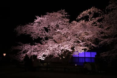 日本最古のソメイヨシノ