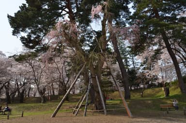 復活の大シダレ