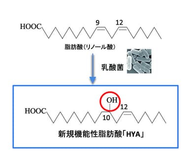 HYAへの変換経路