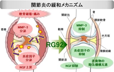 関節炎の緩和メカニズム