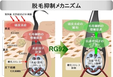 脱毛抑制メカニズム